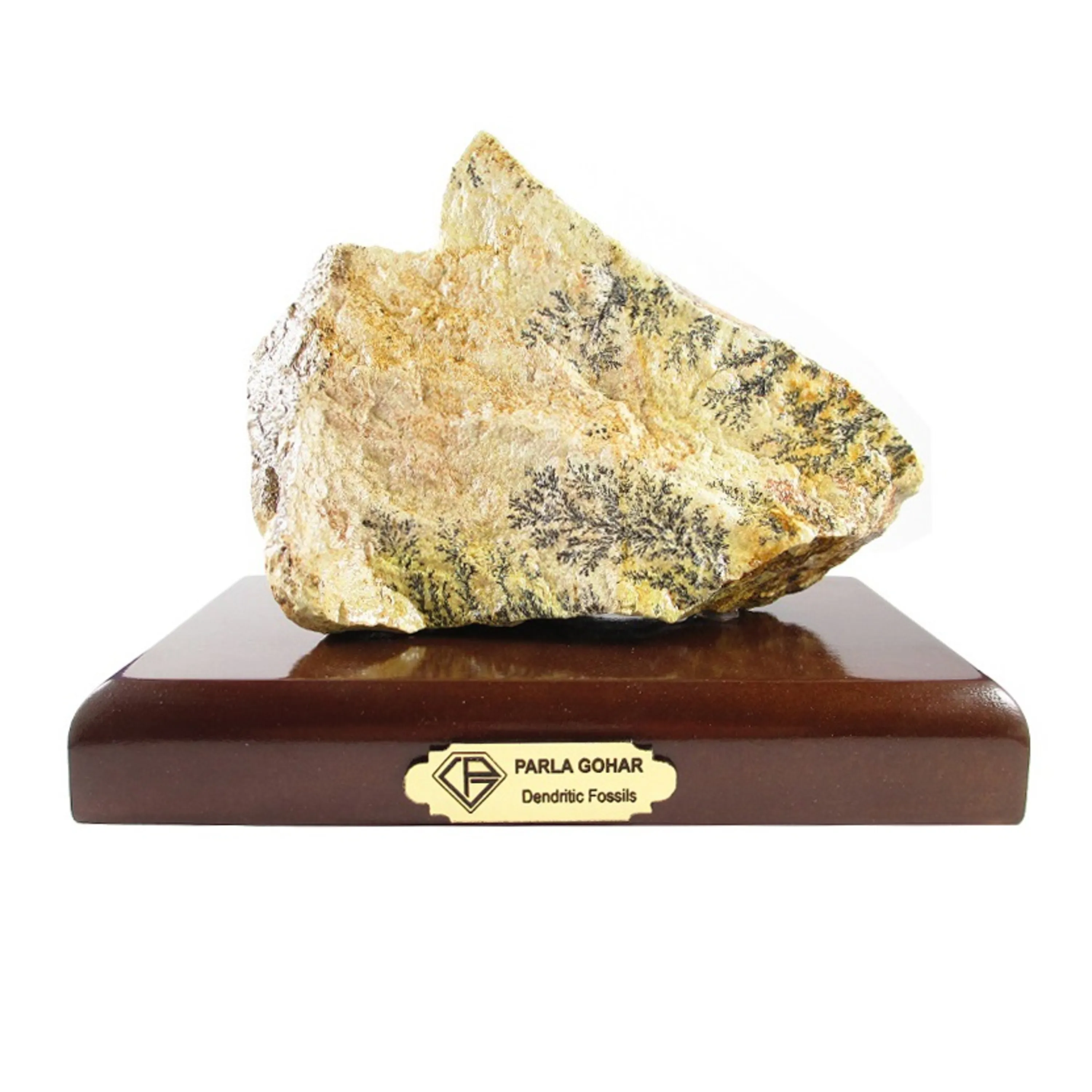 سنگ راف شجر فسیلی کد 2001